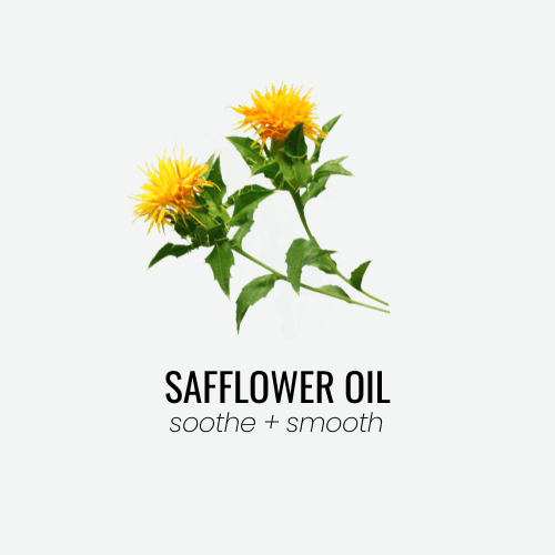Two stems of yellow safflowers on white background